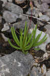 Limestone fameflower